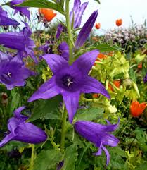 Image result for Landolphia camptoloba