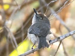 Image result for Newtonia