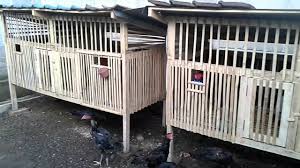 Kandang ayam di 20.03 8. Kandang Ayam Bangkok Dan Ayam Birma Youtube