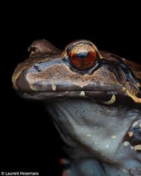 Image result for Lepidagathis scariosa