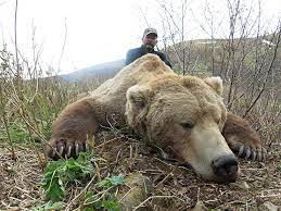 The alaska peninsula rivals, and may even be better than kodiak island for huge brown bears. Alaska Brown Bear Hunting R R Guide Ak Peninsula Brown Bear