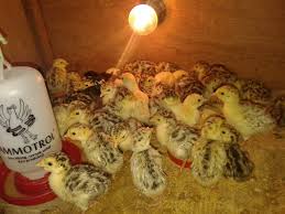 Maybe you would like to learn more about one of these? Jual Bibit Ayam Hias Jual Ayam Hias