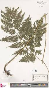 Image result for Pteris buchananii