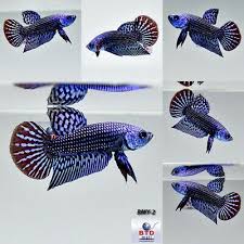 Pin By Taylor Wilson On Fish In 2020 Betta Betta Fish Fish