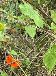 Image result for Savannosiphon euryphyllus