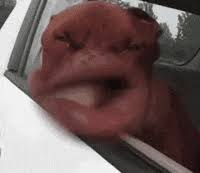 Cheeks anime gifs | tenor. Tango Funny Gifs Get The Best Gif On Giphy