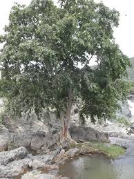 Image result for Terminalia sambesiaca