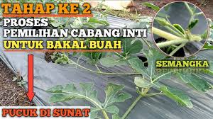 Penyakit bercak daun pada tanaman semangka biasanya terjadi disebabkan oleh jamur dan bakteri yang ada saat musim penghujan. Penyebab Dan Cara Mengatasi Daun Keriting Pada Tanaman Semangka Youtube