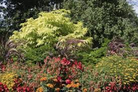 We did not find results for: Elderberry Companion Planting What To Plant With Elderberry Shrubs