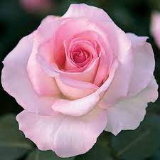 Data specific to roses (edit). Pink Promise Hybrid Tea Rose Hybrid Tea Roses Rose Flower Pink Rose Pictures