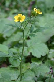 Image result for Ranunculus oreophytus