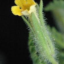 Image result for Jamesbrittenia burkeana