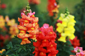 Flowers to plant now in melbourne. 10 Flowers To Plant Right Now Networx