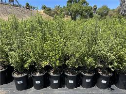 Image result for Pittosporum tenuifolium