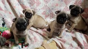 Pug puppies for sale in michigan. Pug Puppies For Sale Bay City Mi 244809 Petzlover