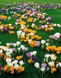 Small Spring Flowers Crocuses Coloring Yard Landscaping And Garden Design Crocus Bulbs Bulb Flowers Fall Bulbs