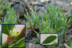 Image result for Melhania prostrata