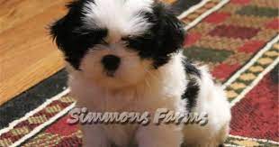 Upload, livestream, and create your own videos, all in hd. Shih Tzu Puppy For Sale Near Springfield Missouri 8beb59c2 A0f1 Shih Tzu For Sale Shih Tzu Puppy Shih Tzu