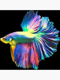 Giant Betta Fish Fish In 2020 Betta Fish Tank Pet Fish Halfmoon Betta
