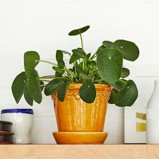 Chinese Money Plant Pancake Plant Indoor Plants In London Patch Money plant can be propagated and grown easily from stem cuttings in water, in a pot or soil if you take proper money plant care. gbp