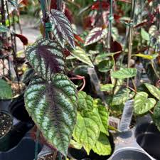 Image result for Cissus