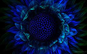 Dark blue flowers retro simple style funeral card. Blueblack Blue Flower Wallpaper Dark Blue Flowers Im Blue