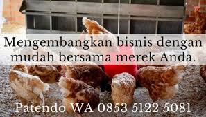 Bagaimana cara mengatasi ayam ngorok? 10 Tips Ampuh Jalankan Bisnis Ayam Potong Bagi Pemula Patendo