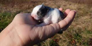 Make sure to take your delicate baby rabbit to the vet How To Tell How Old A Baby Rabbit Is Age Size And Weight Hutch And Cage