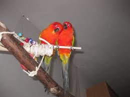 Sun Conure Mutations Parrot Forum Parrot Owners Community