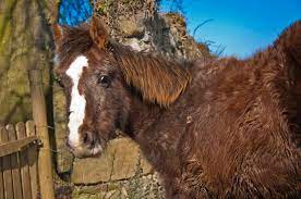 Managing Equine Cushing S Disease The Horse