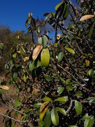 Image result for Englerophytum magalismontanum