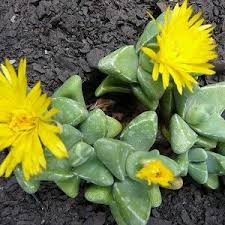 Image result for Monocymbium