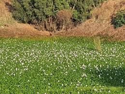 לפטריות אלו רגל גדולה, ארוכה ורחבה שכולה אכילה ואיננה דומה לפטריות אחרות. ×¡×™×¤×•×¨×• ×©×œ ×ž×§×•× Home Facebook