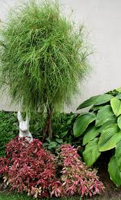 And to think that i saw it on mulberry street coloring & activity book: Reader Photos Dr Seuss Would Be A Fan Of This Plant Finegardening
