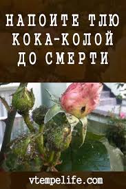 как избавиться от тли на смородине во время цветения Napoite Tlyu Koka Koloj Do Smerti Sadovye Vrediteli Cvetochnaya Klumba Dizajn Ovoshnoj Ogorod