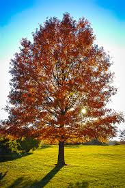 If an oak is not in a site with. Pin Oak For Sale Online The Tree Center