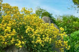 Image result for Aurinia