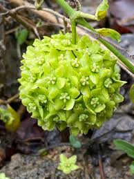 Image result for Marsdenia dregea