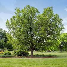 Birds love the small orange fruit that ripen in the fall when they turn this small shrub in to a cacophony of bird activity. Hackberry Trees For Sale Fastgrowingtrees Com