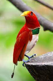 We did not find results for: King Bird Of Paradise Male Beautiful Birds Colorful Birds Wild Birds
