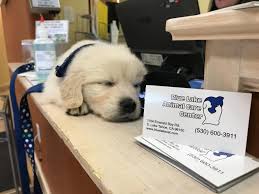 Pet care center of lincoln. Veterinarian South Lake Tahoe Blue Lake Animal Care Center