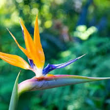 Image result for Strelitzia alba