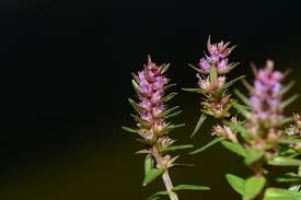 Image result for Rotala capensis