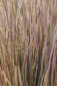 Image result for Deschampsia cespitosa