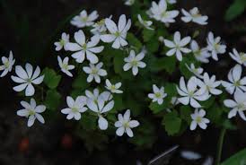 Fondo bianco naturale, fiorellini bianchi. Anemonella Thalictroides Sguardo Nel Verde Torino