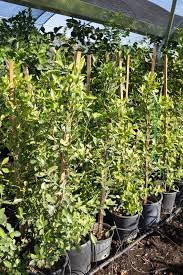 Image result for Ficus demeusei