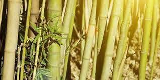 Bambu merupakan bahan baku dari berbagai peralatan rumah tangga yang utama sebelum datangnya era peralatan rumah tangga dari plastik. 6 Jenis Bambu Yang Cocok Dijadikan Dekorasi Rumah Unik Dan Kreatif Merdeka Com
