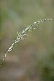 Image result for Aristida adscensionis