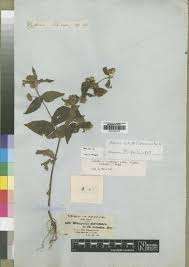 Image result for Aspilia kotschyi