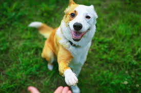 Maybe you would like to learn more about one of these? Paw Swelling In Dogs Great Pet Care